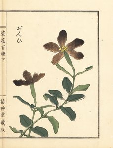 Ganpi oder Leimkraut, Lychnis-Arten (aus Kusa Bana Hyakushu)
