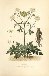Engelwurz, Angelica archangelica