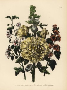 Gartenmalve, Althaea rosea, Mr. Munros Malve, Malva munroana, und Schmalblättrige Malve, Malva angustifolia. Handkolorierte Chromolithographie von Henry Noel Humphreys nach einer Illustration von Jane Loudon aus Mrs. Jane Loudons Ladies Flower Garden of Or