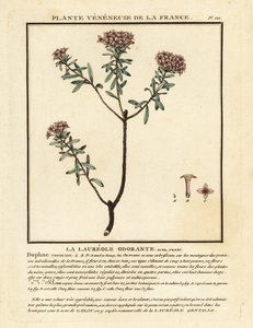 Seidelbast, Daphne cneorum