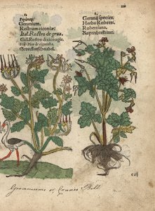 Storchschnabel, Geranium species, und Ruprechtskraut, Geranium robertianum. Handkolorierter Holzschnitt einer botanischen Illustration aus Adam Lonicer