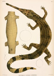 Gangesgavial, Indonesien von Unbekannter Künstler