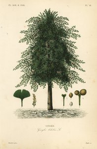 Ginkgo von Unbekannt