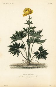 Trollblume