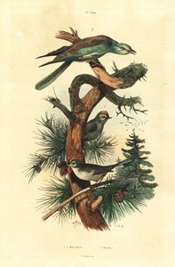 Wintergoldhähnchen und Blauracke von Unbekannt