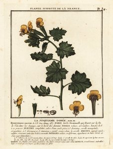 Goldener Bilsenkraut, Hyoscymus aureus von Unbekannter Künstler