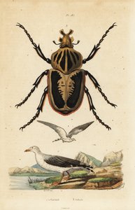 Goliathkäfer und Sturmmöwe von Unbekannt