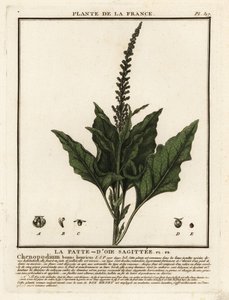 Guter Heinrich, Chenopodium bonus-henricus