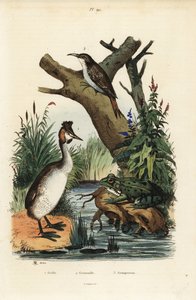 Haubentaucher, Podiceps cristatus 1, Teichfrosch, Pelophylax esculentus 2, und Waldbaumläufer, Certhia familiaris 3 von Unbekannt