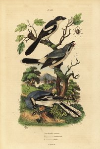 Raubwürger, Lanius excubitor, Graurückenwürger, Lanius excubitoroides, und Fiskalwürger, Lanius collaris von Unbekannt