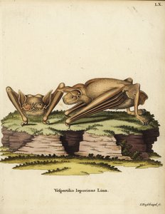 Großer Bulldog-Fledermaus, Noctilio leporinus. Vespertilio leporinus Linn. Handkolorierter Kupferstich von Johann Nussbiegel aus Johann Christian Daniel Schrebers Tierillustrationen nach der Natur, oder Schrebers Fantastische Tiere, Erlangen, Deutschland von Unbekannter Künstler