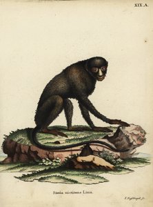 Großer Flecken-Nasenaffe oder Putty-Nasenaffe. Cercopithecus nictitans. Simia Nictitans Linn. Handkolorierte Kupferstichgravur von Johann Nussbiegel aus Johann Christian Daniel Schrebers Tierillustrationen nach der Natur