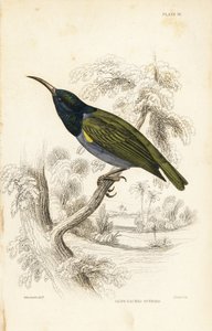 Grünköpfiger Sonnenvogel (Unteres Guinea), Cyanomitra verticalis cyanocephala (Olivrückensonnenvogel, Cinnyris chloronotus). Handkolorierter Stahlstich von William Lizars nach William Swainson aus Sir William Jardine