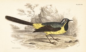 Gebirgsstelze, Motacilla cinerea
