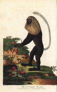 Guereza von Angola oder Angolanischer Schwarz-Weiß-Colobus - Angola-Colobus, Colobus angolensis. Vollbodenaffe, benannt nach seiner Ähnlichkeit mit einer Vollbodenperücke. Handkolorierter Kupferstich von J. Pass nach einer Illustration von Johann Jakob Ihl von Unbekannter Künstler