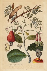Gummi-Akazie, Senegalia senegal und Cashewbaum, Anacardium occidentale