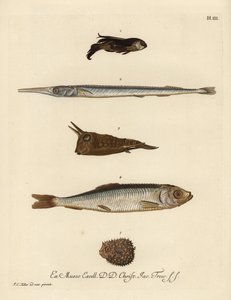 Knurrhahn, Chelidonichthys-Arten 1, Nadelfisch, Belone belone 2, Langhorn-Kuhfisch, Lactoria cornuta 3, Hering, Clupea harengus 4, und Wenigstacheliger Igelfisch, Chilomycterus reticulatus 5. Handkolorierte Kupferstichgravur nach einer Illustration von Joh