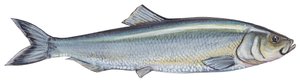 Atlantischer Hering (Clupea harengus)