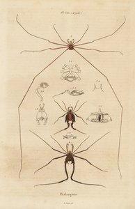 Weberknechte, Opiliones-Arten von Unbekannt