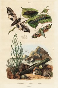 Schwärmer, Rasiermuschel und Queller