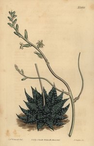 Haworthia minor oder Tulista minima (Kleinste Perlen-Aloe, Aloe margaritifera minima)