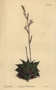 Haworthia mirabilis (Rauhe Blätter-Kissenaloe)
