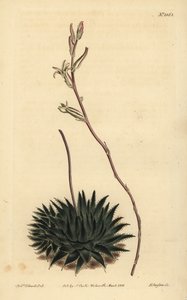 Haworthia pumila oder Tulista pumila (Dunkelblättrige Spinnenaloe)