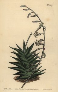 Haworthia viscosa (Steifblättrige Aloe, Aloe rigida)