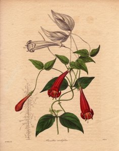 Herzblatt-Manettie (Manettia cordifolia). Illustration von Augusta Innes Withers in The Botanist, Serie von Benjamin Maund