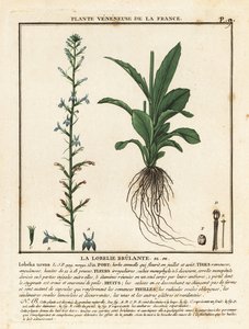 Heide-Lobelie, Lobelia urens