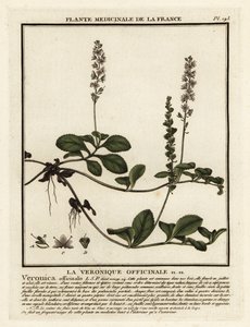 Ehrenpreis, Veronica officinalis