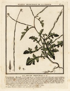 Hederich, Sisymbrium officinale