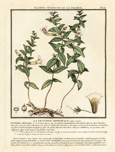 Gnadenkraut, Gratiola officinalis