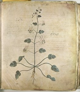 Heilkräuter Storchschnabel