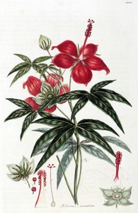 Hibiskus