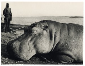 Nilpferd von Unbekannter Künstler