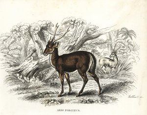 Hirschferkel, Axis porcinus, gefährdet. Handkolorierte Lithographie von Gebhart aus Georg Friedrich Treitschkes Galerie der Naturgeschichte, Naturhistorischer Bildersaal des Tierreiches, Leipzig-1842 von Unbekannter Künstler