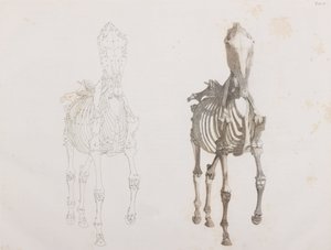 Pferdeskelett, Vorderansicht von Unbekannt