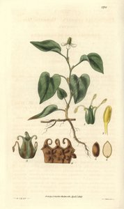 Houttuynia hat weiße Blüten, mit Details von Früchten, Stempel und Staubblättern. Sorte aus Asien. Illustration von Wiliam Jackson Hooker (1785-1865), britischer Botaniker und Schriftsteller, Professor an der Universität Glasgow (Schottland) und Herausgebe von Unbekannter Künstler