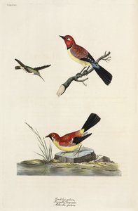 Kolibri, Buchfink und Bachstelze