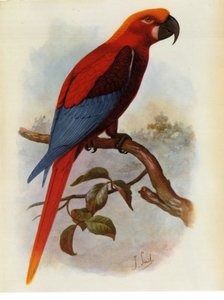 Illustration/Ara grossei/Jamaika-Papagei von Unbekannt
