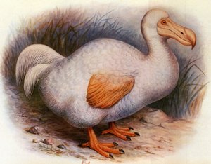 Illustration/Didus solitarius/Weißer Dodo von der Réunion/Solitär von Unbekannt