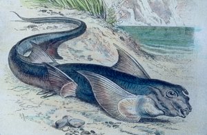 Illustration eines Chimären (Hydrolagus colliei) von Unbekannter Künstler