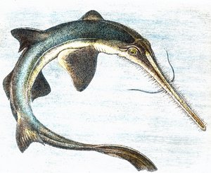 Illustration eines Schwertfischs (Xiphias gladius) von Unbekannter Künstler