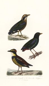 Indische Pittas, Kapuzenpitta und Javanische Bindenpitta