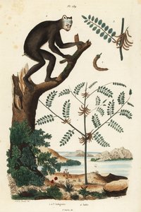 Indigopflanze, Indigofera atropurpurea 1-3, und Indri oder Babakoto, Indri indri, vom Aussterben bedrohte Lemurenart 4 von Unbekannt