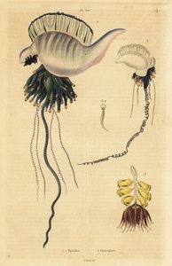Indo-Pazifische Portugiesische Galeere, Physalia utriculus 1, Azoren-Galeere, Physalia physalis 2 und Siphonophora-Zoophyt, Physsophora disticha 3 von Unbekannt