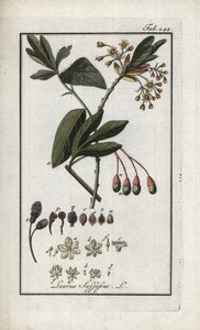 Irokesenlorbeer (Sassafras albidum). Lithographie aus „Afbeelding der Artseny-Gewassen“ von Johannes Zorn (1739-1799), Niederlande von Unbekannter Künstler