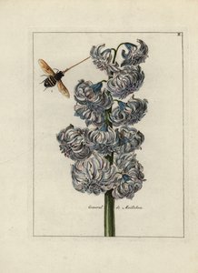 Hyazinthe (oder Hyazinthe), variete general von Maillebois, mit einer Biene - Lithographie zugeschrieben Paul Theodor van Brussel (1754-1795), Autor des Deckbouquets, oder A.Bres., beeinflusst von Nicolas Robert (1614-1685), veröffentlicht in Nederlandsch 