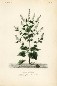 Knoblauchsrauke von Unbekannt